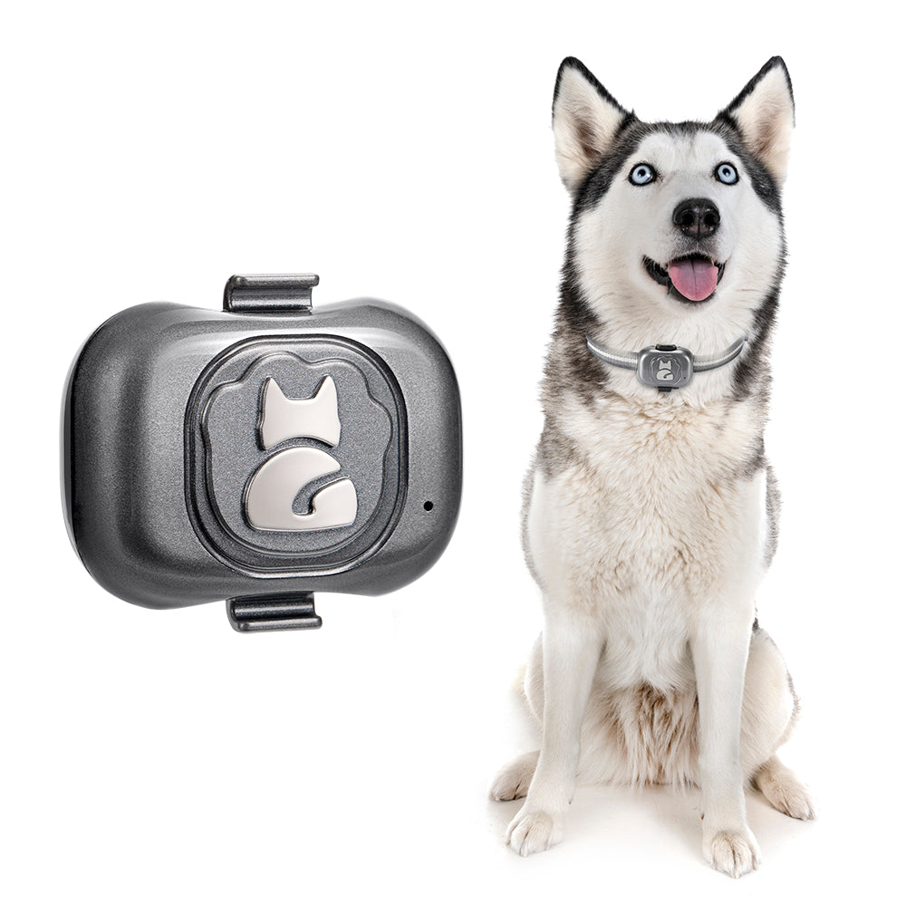 Pet Wear